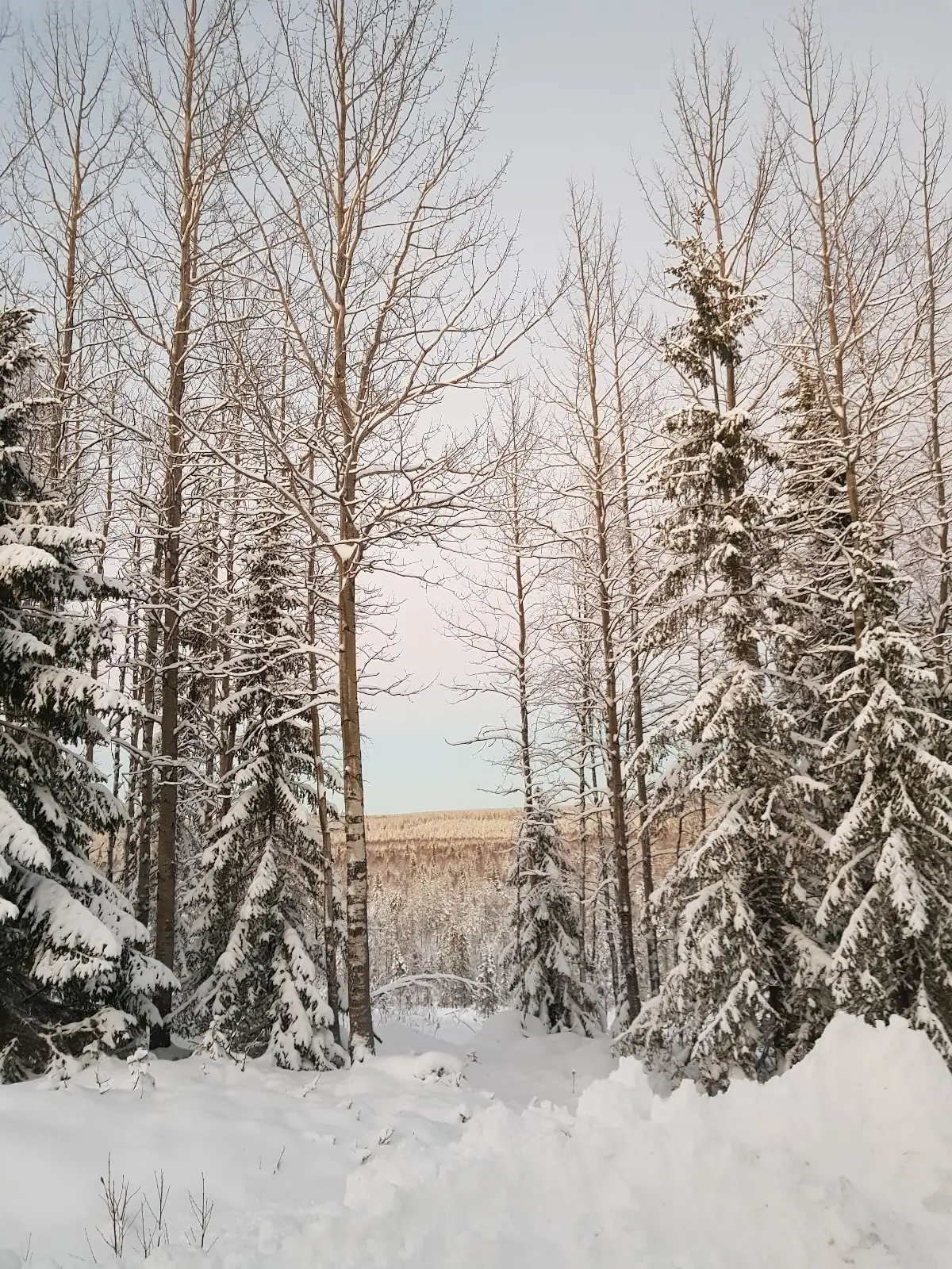 Snowy trees with beuatifull wiev in Lappish forest. with a blue sky.