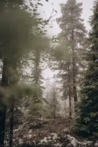 Lappish forest with out snow and with mist