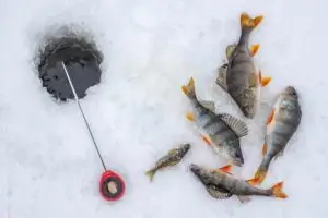 Fish_and_fishing_rod