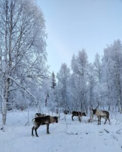 oplus_32